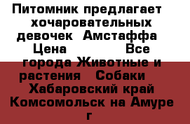 Питомник предлагает 2-хочаровательных девочек  Амстаффа › Цена ­ 25 000 - Все города Животные и растения » Собаки   . Хабаровский край,Комсомольск-на-Амуре г.